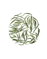 Zhu Ye Qing Green Tea "Bamboo Leaf Green", Ming Qian