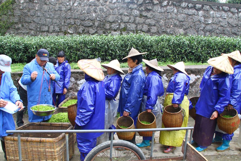 tea pickers in china fair trade