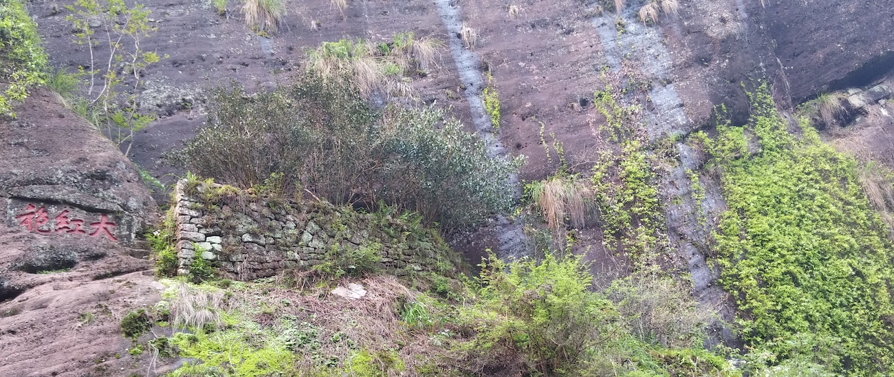 les plus anciens wu yi Da Hong Pao arbres mères originaux dans la réserve naturelle de Wuyishan