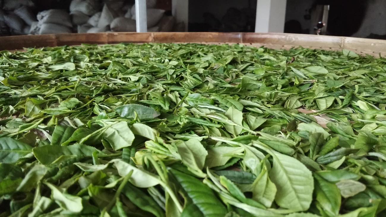  feuilles de thé wu yi crues se fanant à l'intérieur.