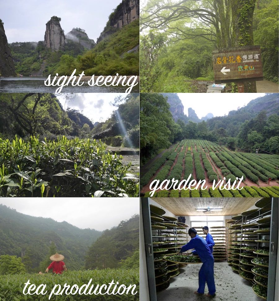 wuyishan sightseeing tea garden production